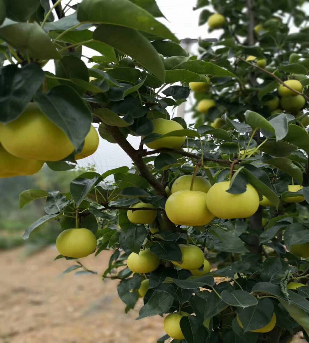 郭村梨1号一米高的果树苗特早熟梨树苗梨树小苗有哪些新品种