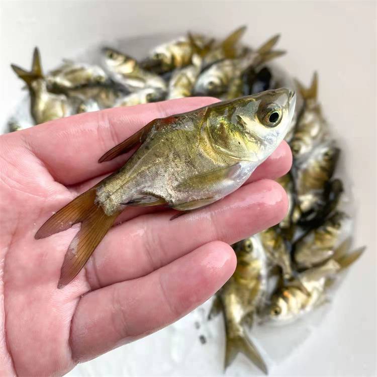 广东缩骨大头鱼苗养殖技术胖头鳙鱼苗高产培育