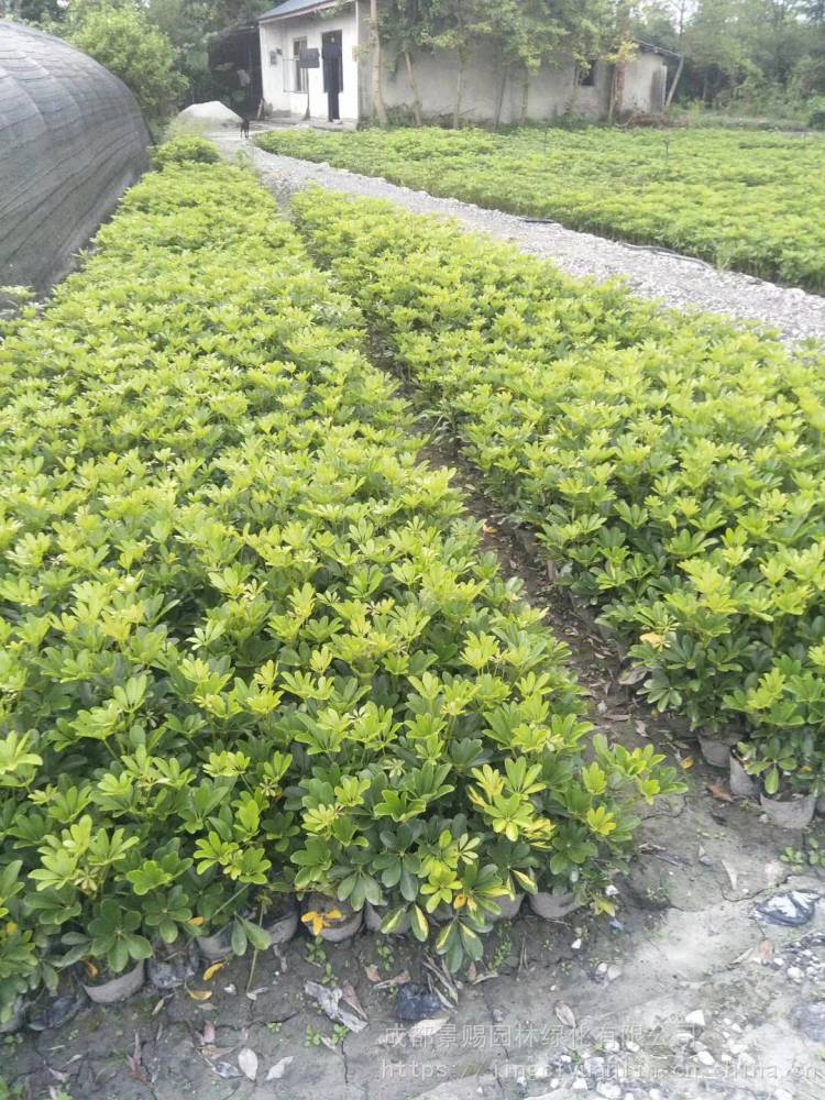 工程灌木小苗鸭脚木产地鸭脚木杯苗基地有售供应