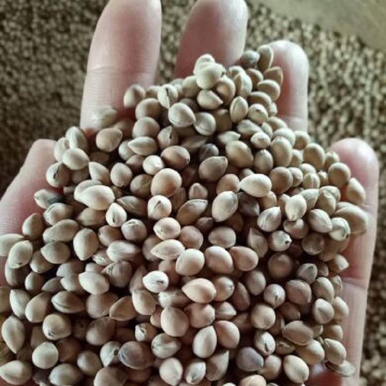 辽宁马哈利籽马哈利种子何时播种