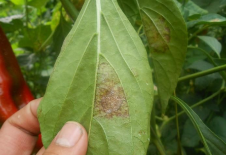 辣椒叶霉病的发病规律和用农药霉止速净喷雾厂家直邮