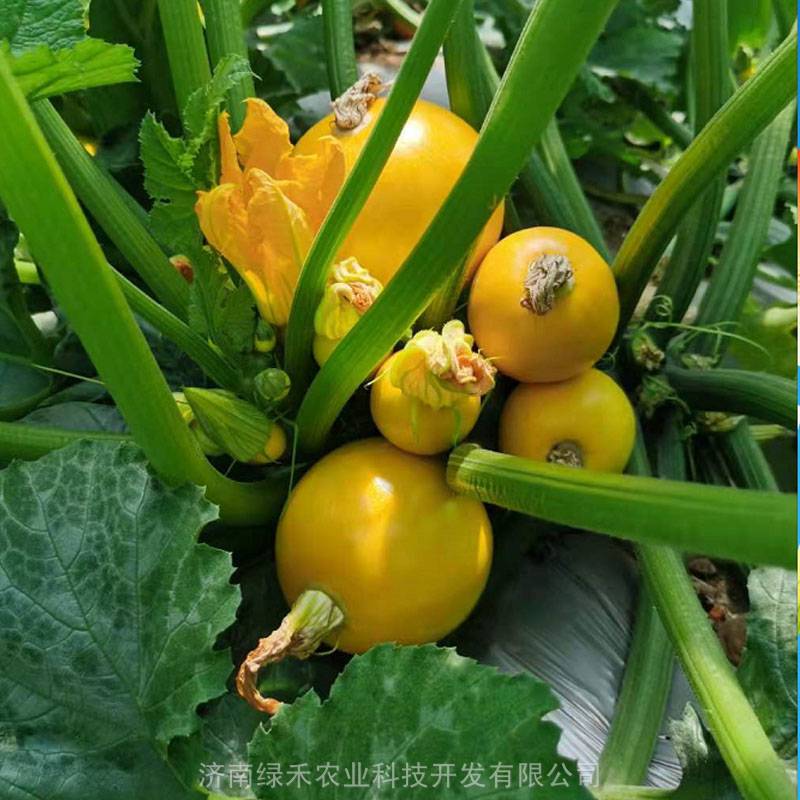 金珠西葫芦种子种籽孑早熟圆形黄皮品种西胡芦可鲜食凉拌35天成熟图片