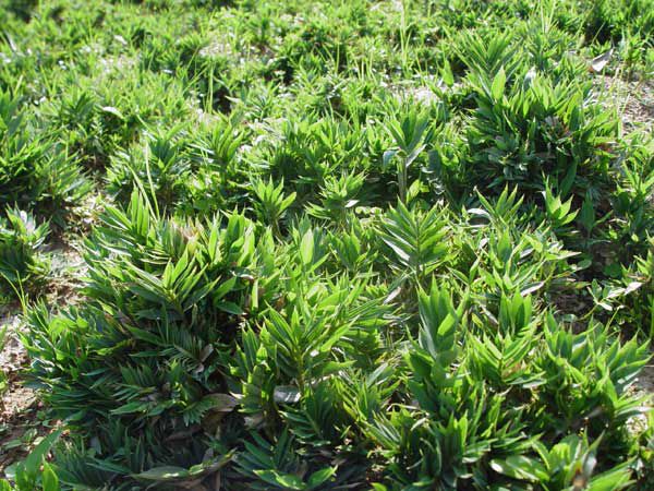 供应翠竹等地被竹高度2080厘米直径0102厘米