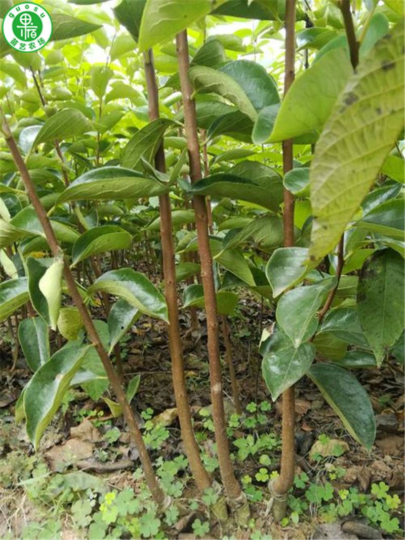 太秋脆甜柿子苗一年生嫁接苗砧木亲和性好现挖发苗保品种