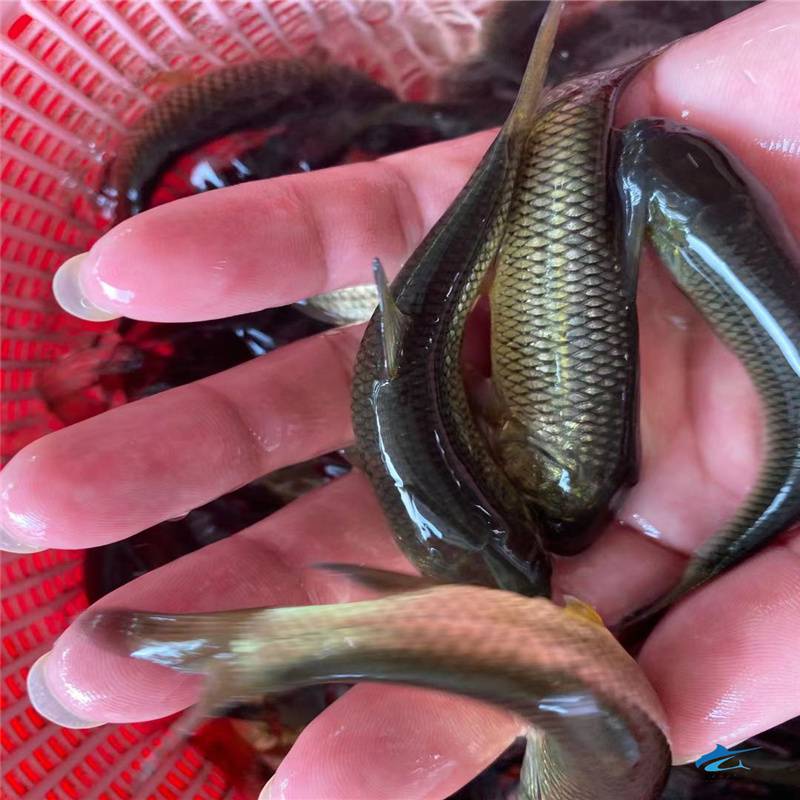 大量上新金丝草鱼苗水产养殖行业经验足广州云丰草鱼苗报价