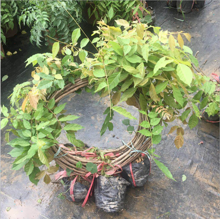 【1米高紫藤小苗多少钱一株/1公分2公分3公分紫藤树】价格_厂家-中国