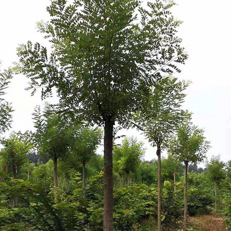 19公分国槐嫁接国槐绿化养护用国槐