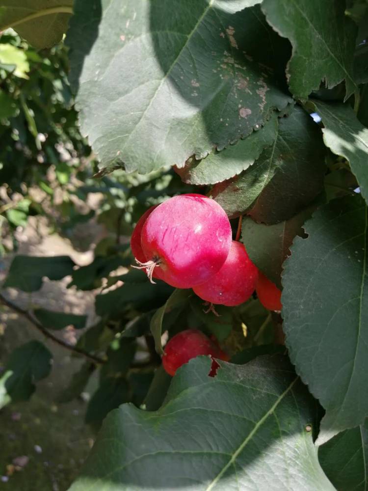 河北怀来八棱海棠树地径1215公分八棱海棠