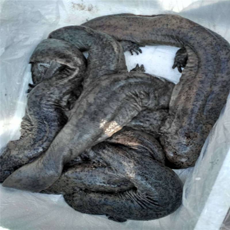 贵州娃娃鱼批发娃娃鱼苗大娃娃鱼苗大鲵苗