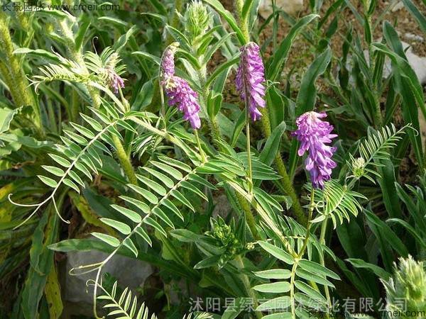 出售毛苕子草坪种子耐寒护坡不修剪绿化草坪量大