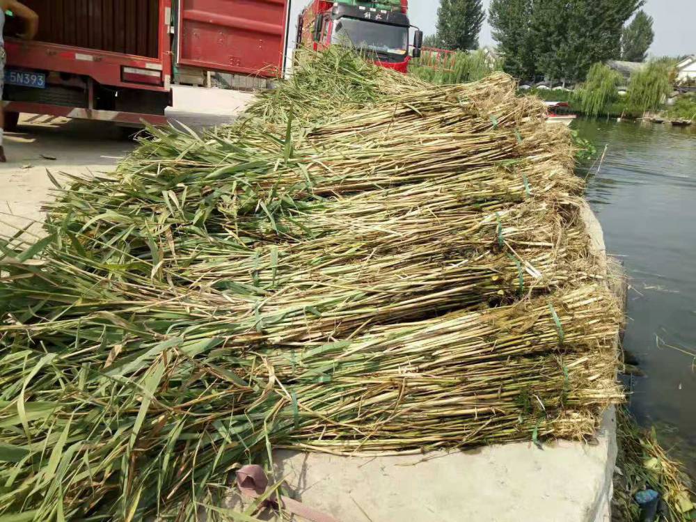 芦苇苗出售台安花叶芦苇苗花叶芦苇苗公司