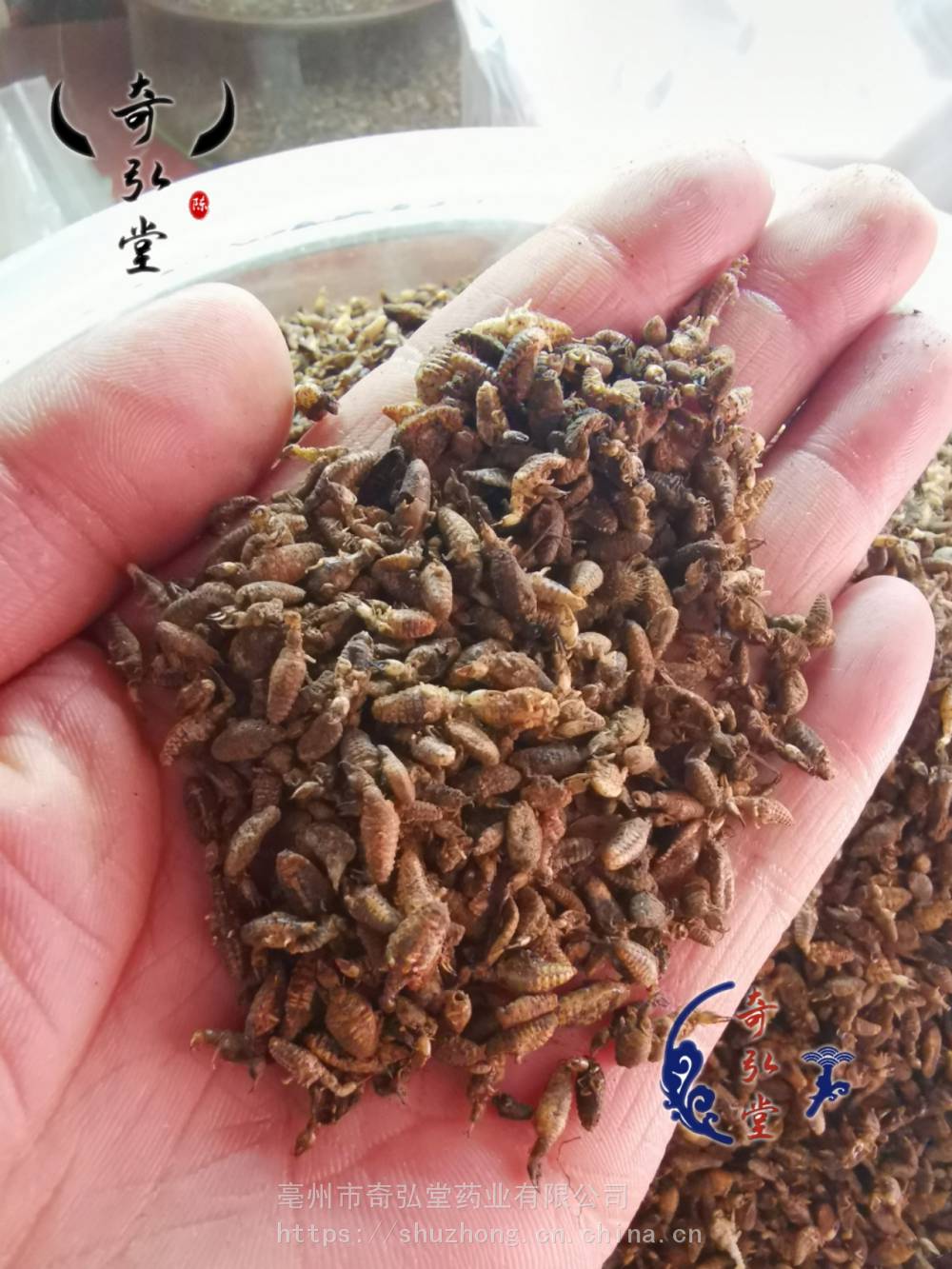 中药材地牯牛价格是多少