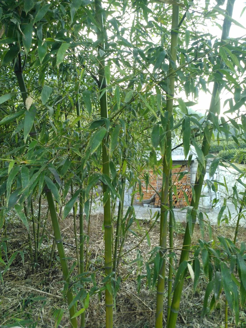 供应直径1-5厘米红竹红壳竹红哺鸡竹绿化竹苗,直径1-3-6厘米高1.