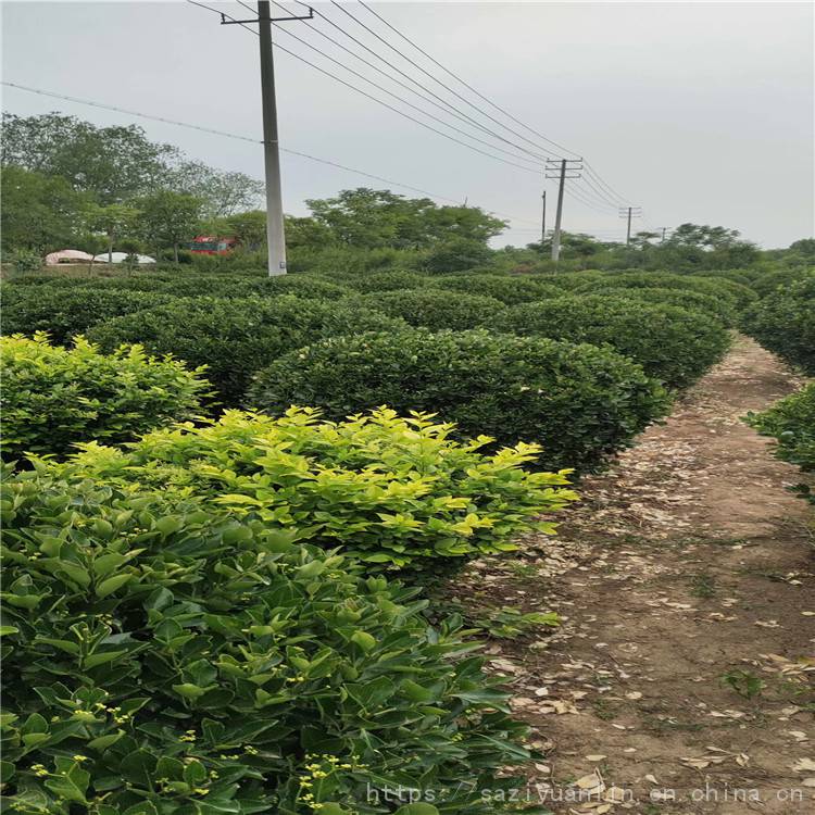 大叶黄杨球种植基地 精品大叶黄杨球 常年供应