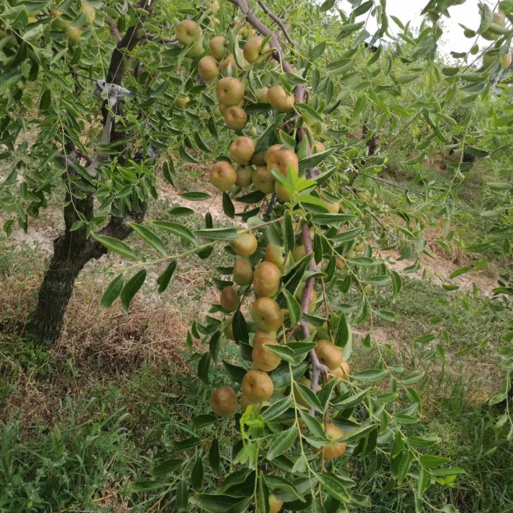 月光棗樹苗品種純度千年棗樹苗在哪裡可以買到