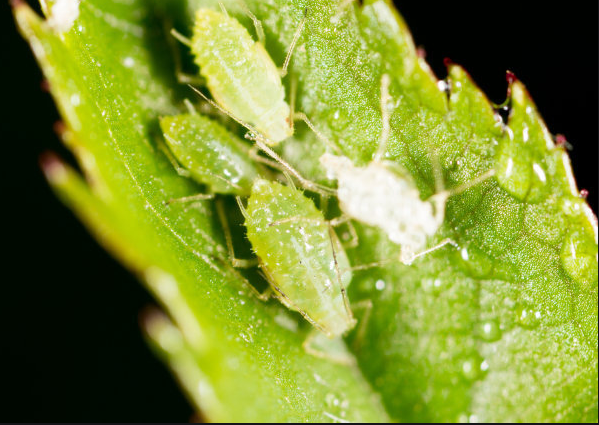 园区蚜虫多关键的四点方法用苦参碱和大蒜油喷雾2次