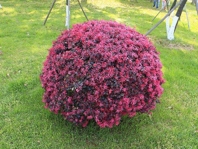 四川园林长期供应红花继木球红花继木苗