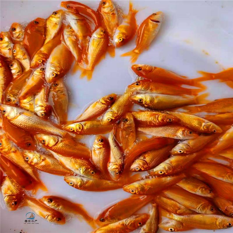 重庆生态养殖场红鲤鱼苗裸鲤鱼苗兴国红鲤鱼苗容易管理