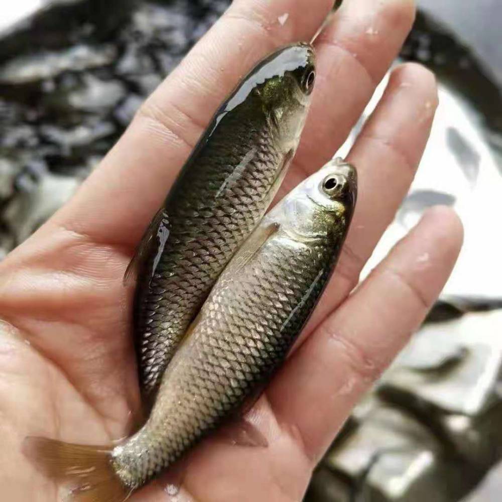 华广水产草鱼苗淡水皖鱼苗淡水长江草鱼苗大种草鱼鱼苗