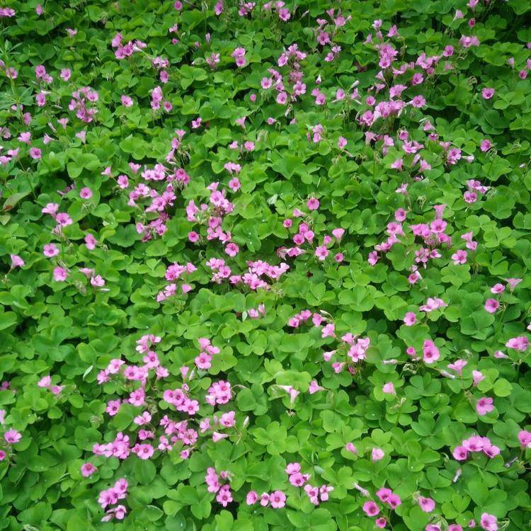 青海酢浆草 绿化用时令草花 酢浆草报价