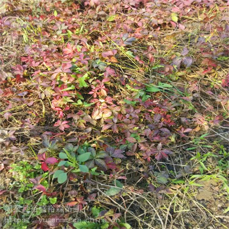 鄂尔多斯爬山虎基地 四季爬藤植物x13