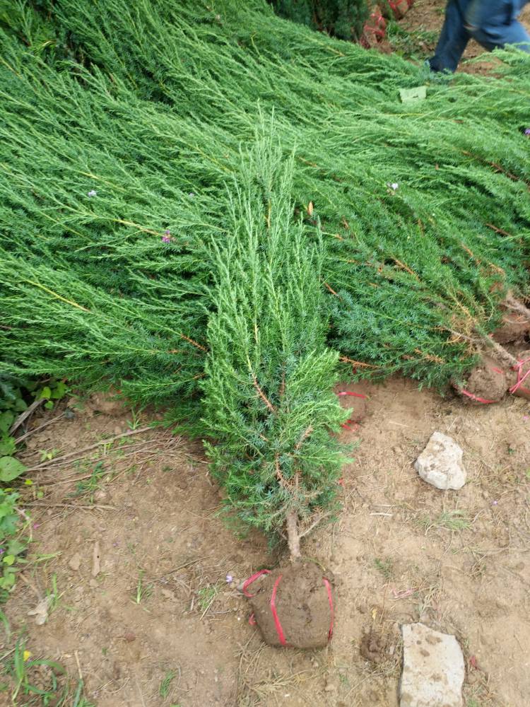 北京桧产地1米高度北京桧价格12米高度北京桧价格很便宜