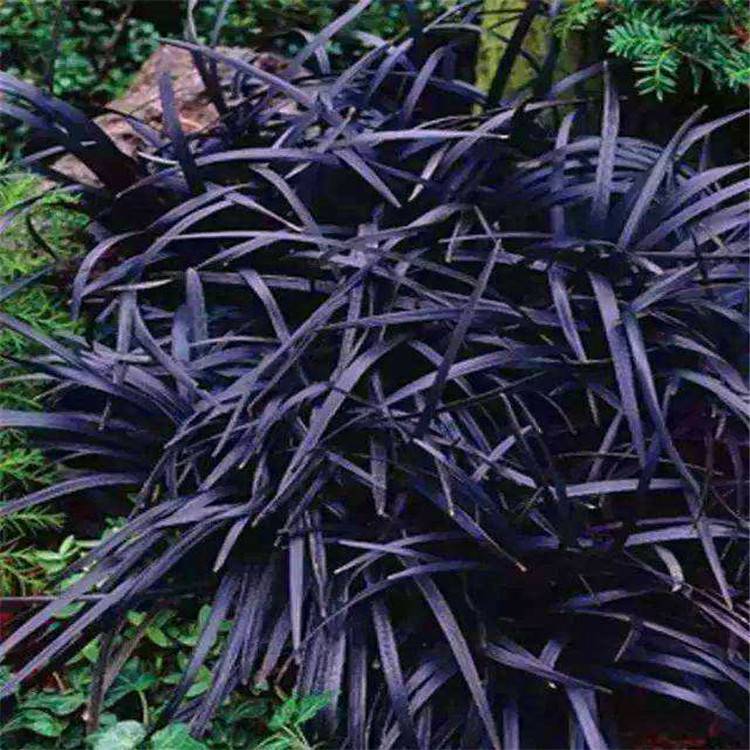 黑麦冬黑麦冬苗黑麦冬基地