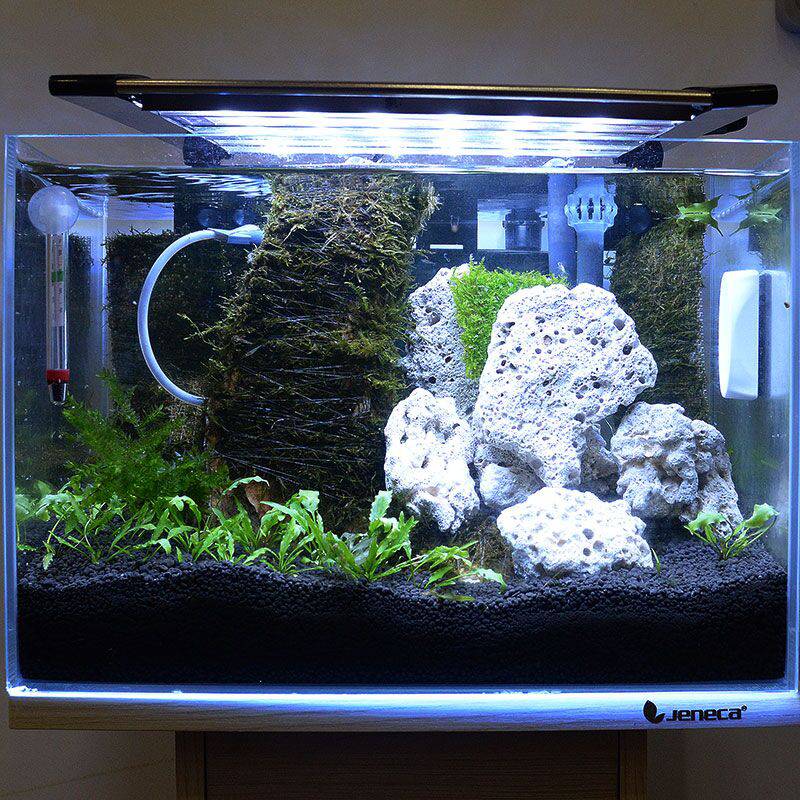 二平珊瑚骨鱼缸调节水质用珊瑚石水族馆过滤材料造景用珊瑚砂