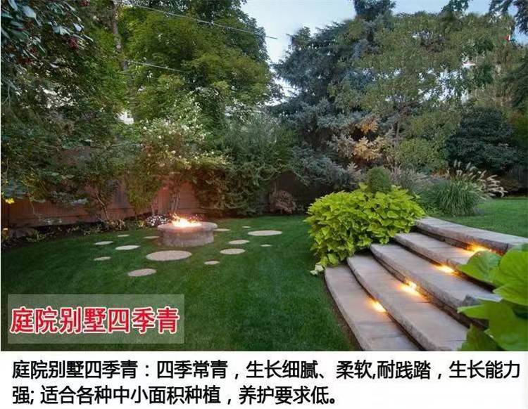 周边常青草种草籽销售批发护坡草坪种草种籽