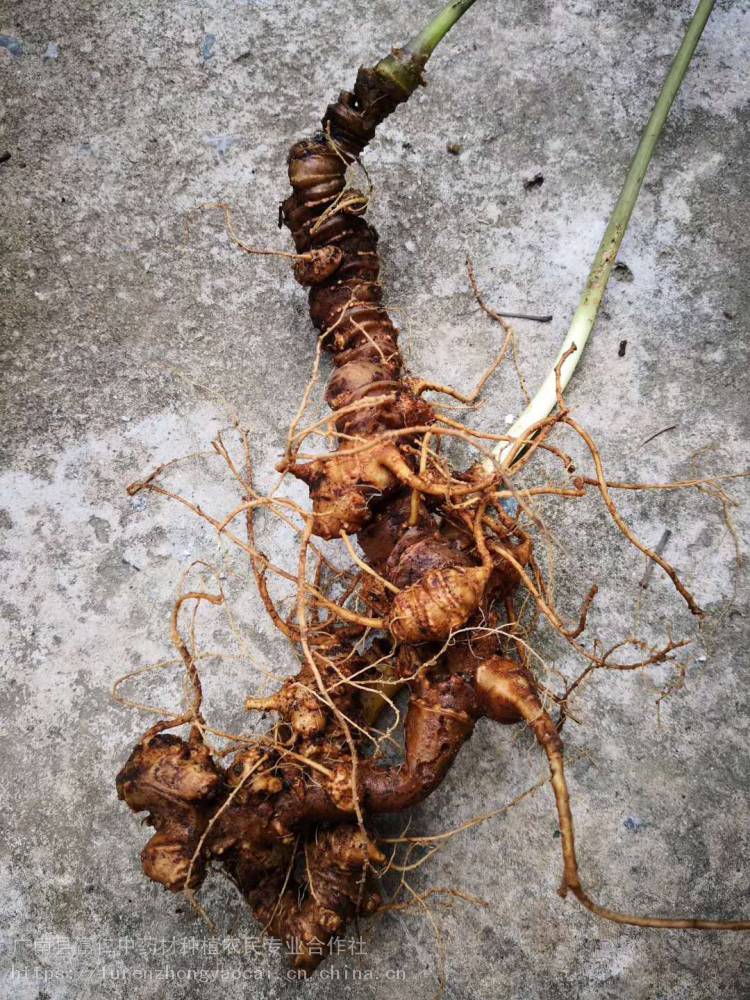 【黑三七种苗_金平黑三七_云南黑三七种子_黑三七回收加工】价格_厂家