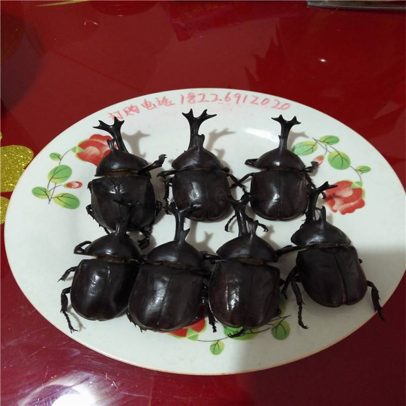 野生独角仙多少钱一只独角仙批发价格