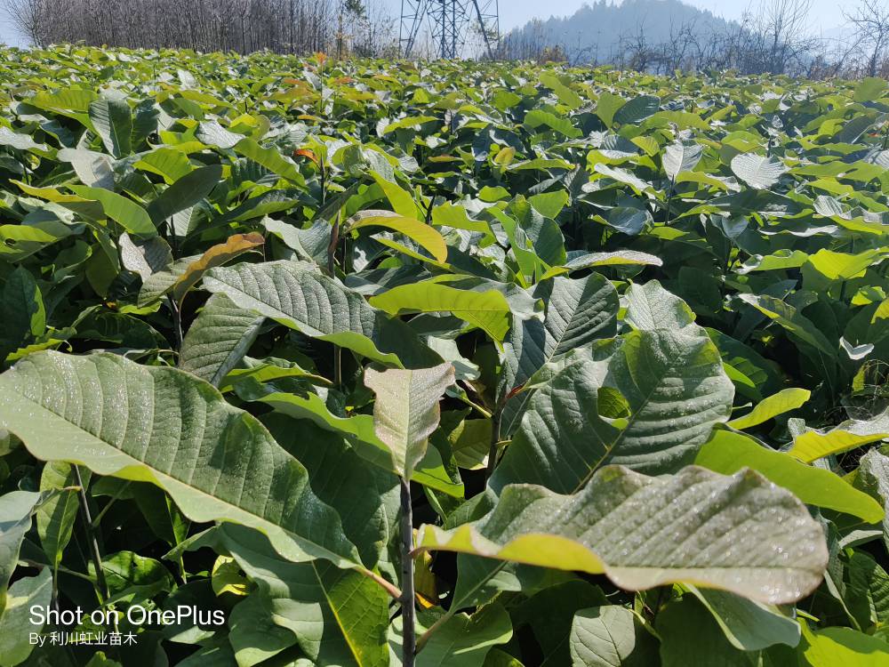 厚朴苗苗农基地30公分以上厚朴苗