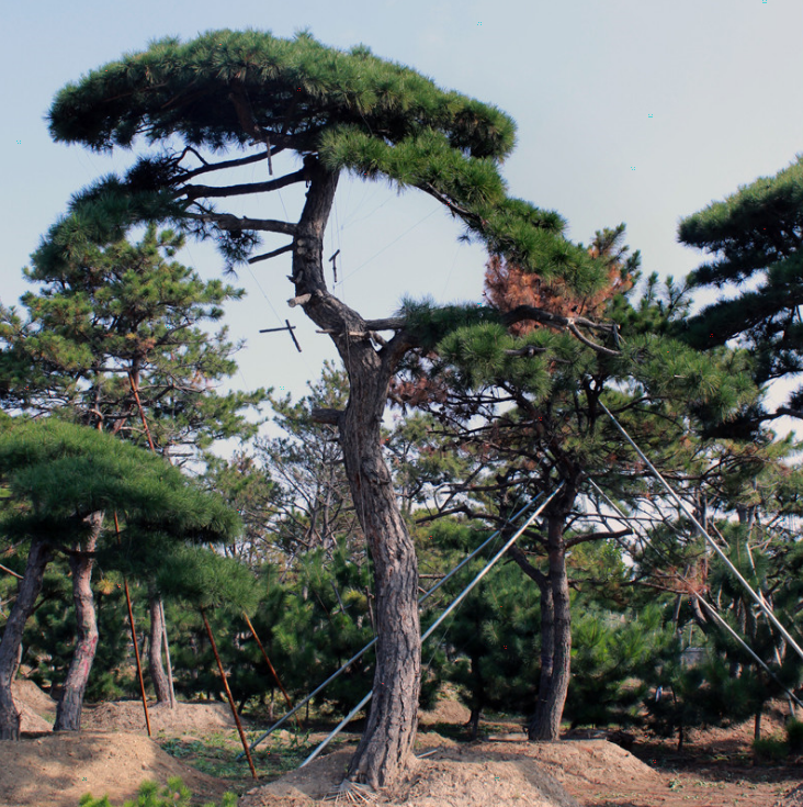 现挖现卖泰山松3米造型景松35米造型油松4米5米造型景松
