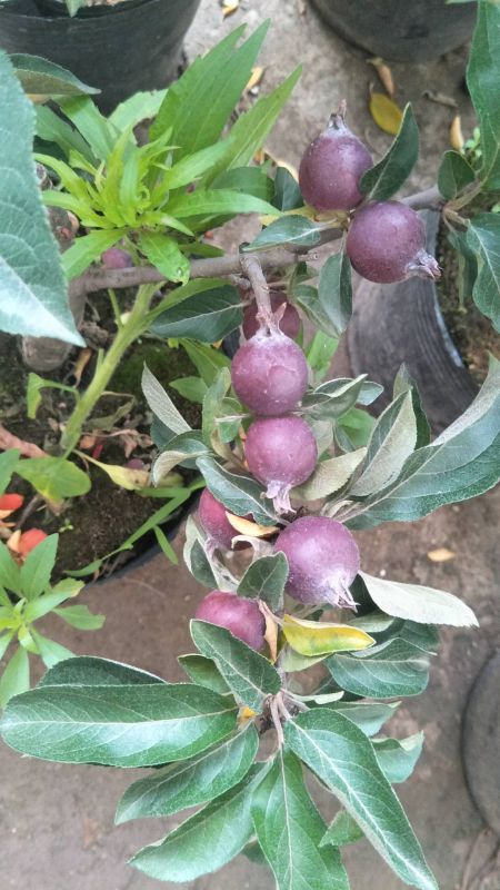 河南省春晖牌红肉苹果盆景三年生带果盆景南北均可种