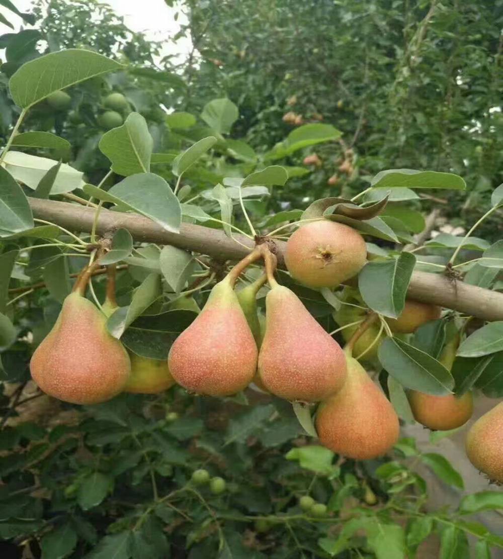 鸭广梨种植果树苗品种果树苗新品种全红梨树小苗多少钱一颗
