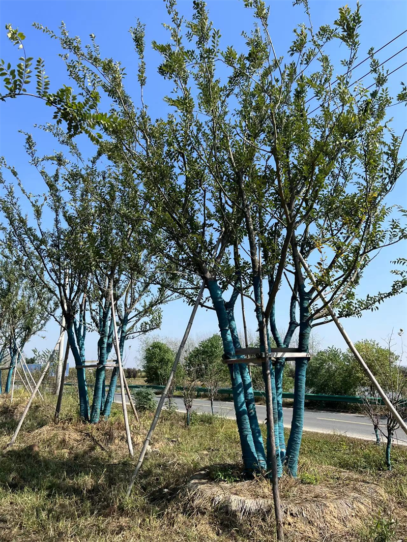 容器30200公分成活率高拼栽朴树安徽宜景生态高大挺拔公园庭院观赏树