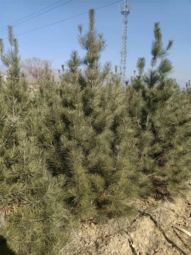 15米白皮松价格1米5起步白皮松30土球冠幅1米白皮松