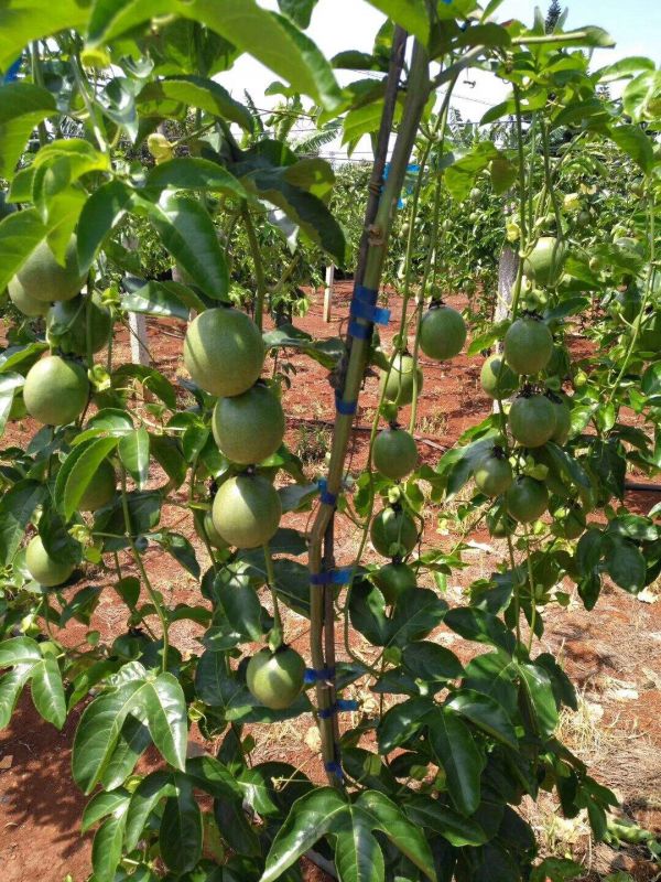 四川大量批发鸡蛋果树又名百香果是西番莲科西番莲属的草质藤本植物