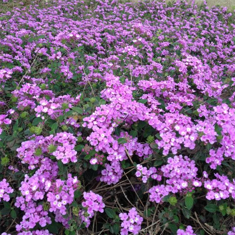 基地批发蔓马缨丹紫花马樱丹花园道路校园园林工程绿化苗蔓马樱丹价格 中国供应商