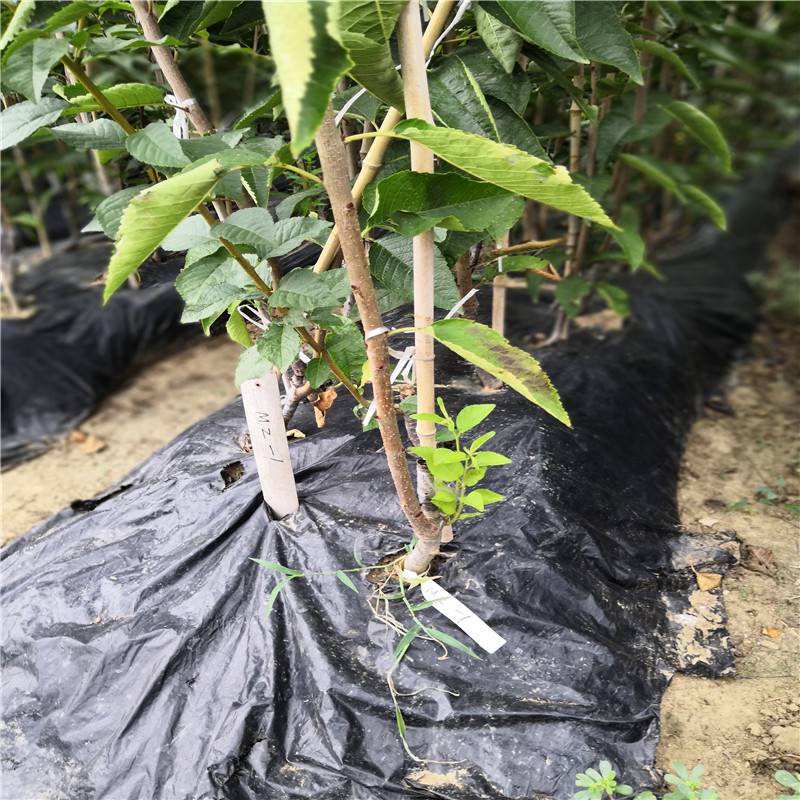 天津黑珍珠樱桃苗免费提供种植技术黑珍珠樱桃苗包成活
