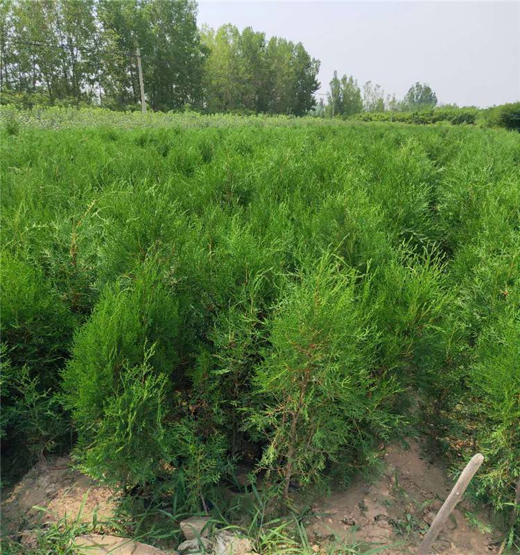 其收费标准加收里程转运费总价的30%