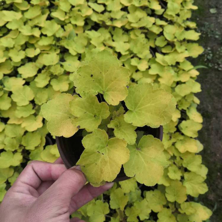 基地出售矾根 节日组摆草花 矾根小苗