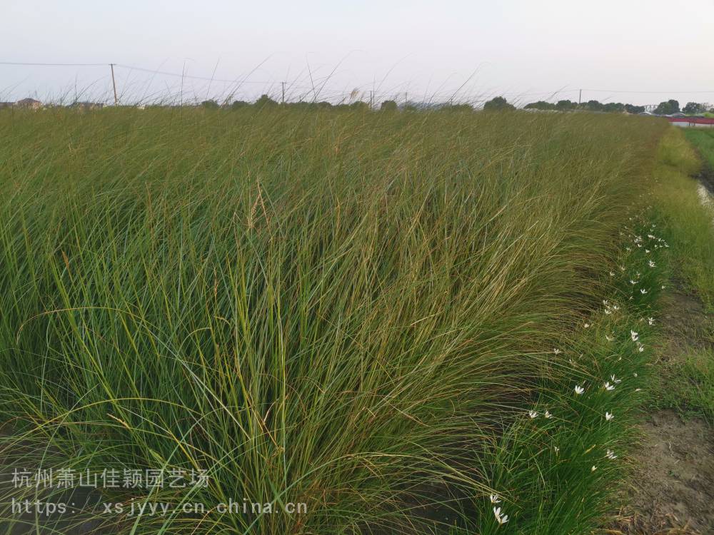 细叶芒价格(细叶芒草种子图片)