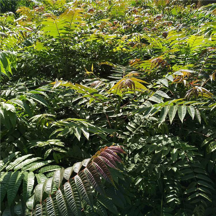 短枝多頭香椿多高能採摘產量高好管理當年種當年採