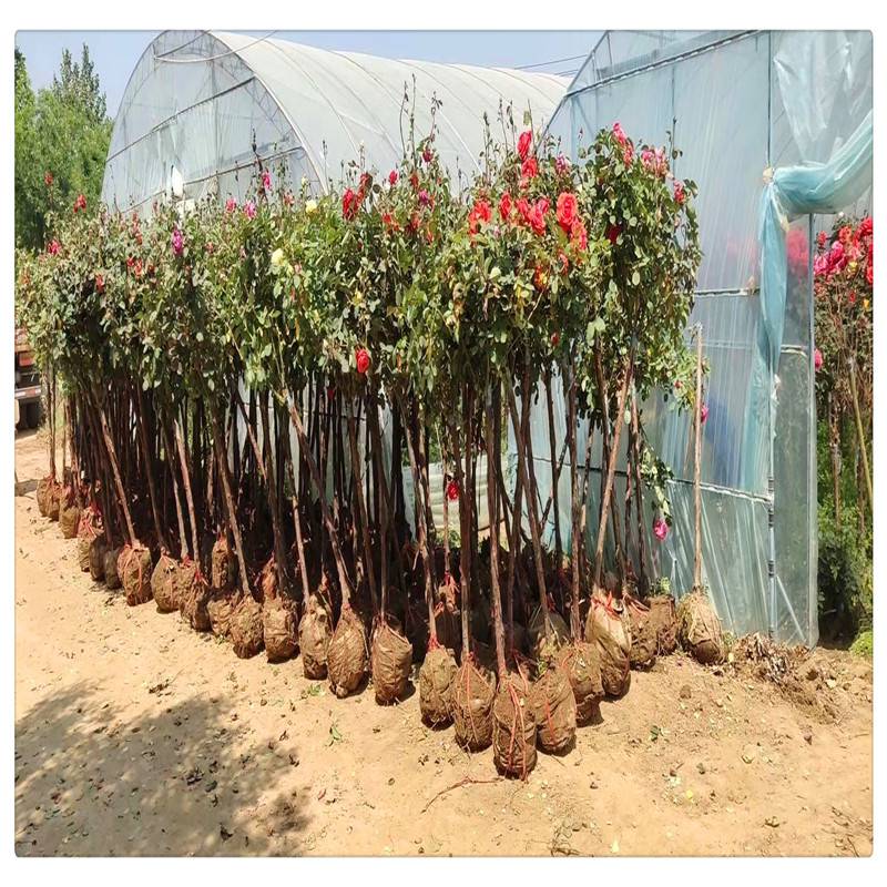 高杆月季树苗价格树桩月季批发3公分5公分大花月季树基地