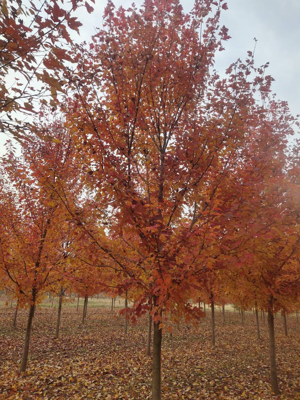 美国红枫十月光辉