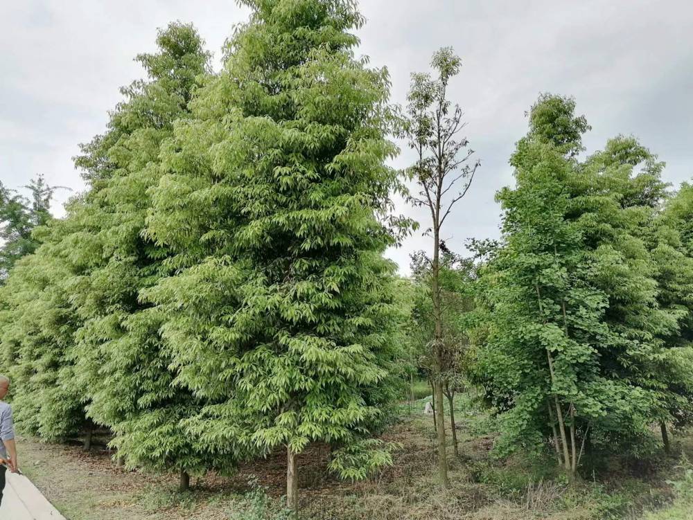 楨楠批發出售小葉楨楠苗圃基地小葉楨楠價格