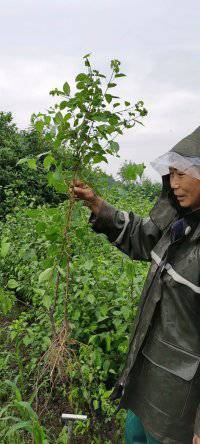 臭黄荆苗基地臭黄荆树苗臭黄荆苗
