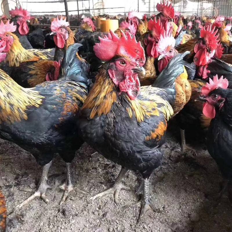 重庆土鸡苗批发万州青脚麻鸡苗泸州青脚麻鸡苗黑乌鸡苗价格黑鸡苗