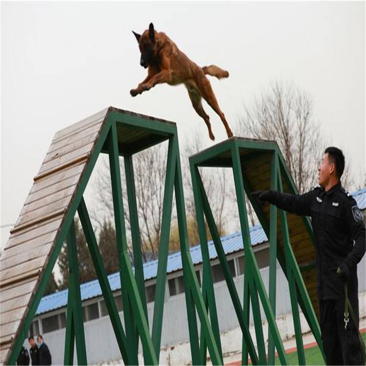 锦州 警犬训练障碍 警犬训练障碍 钢木结合